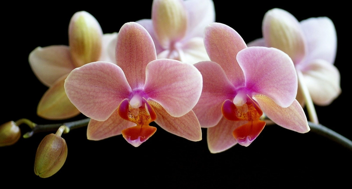 Orhideea, o minune a acestei lumi: frumoasa, eleganta si rafinata